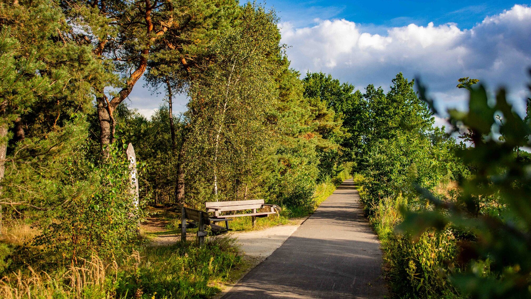 Wandelpad in Kattenbos met twee bankjes, perfect voor een ontspannen wandeling in de natuur.